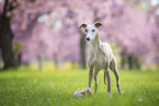 Whippet