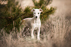 Whippet puppy