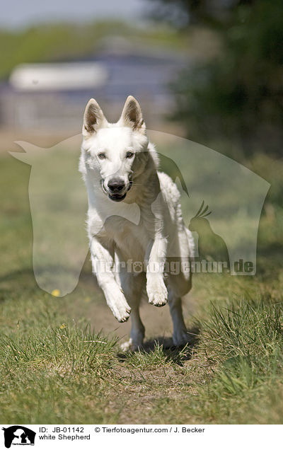 Weier Schferhund / white Shepherd / JB-01142