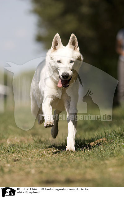Weier Schferhund / white Shepherd / JB-01144