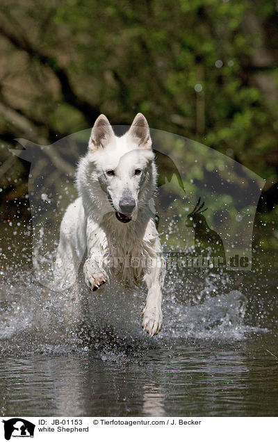 Weier Schferhund im Wasser / white Shepherd / JB-01153