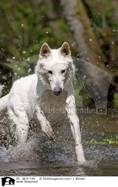 Weier Schferhund im Wasser / white Shepherd / JB-01154