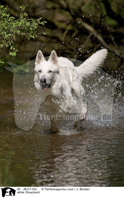 Weier Schferhund im Wasser / white Shepherd / JB-01162