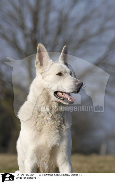 Weier Schferhund / white shepherd / AP-02254