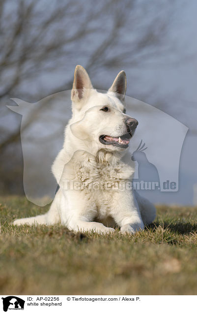 Weier Schferhund / white shepherd / AP-02256