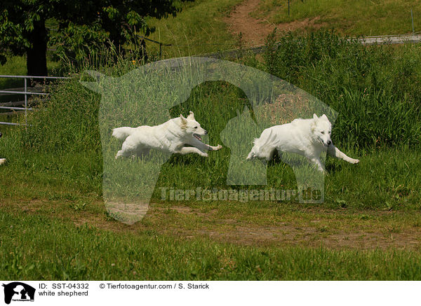 Weier Schferhund / white shepherd / SST-04332