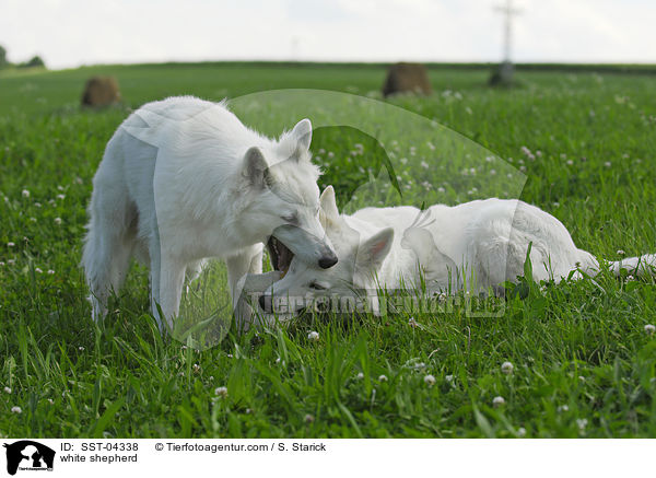 white shepherd / SST-04338