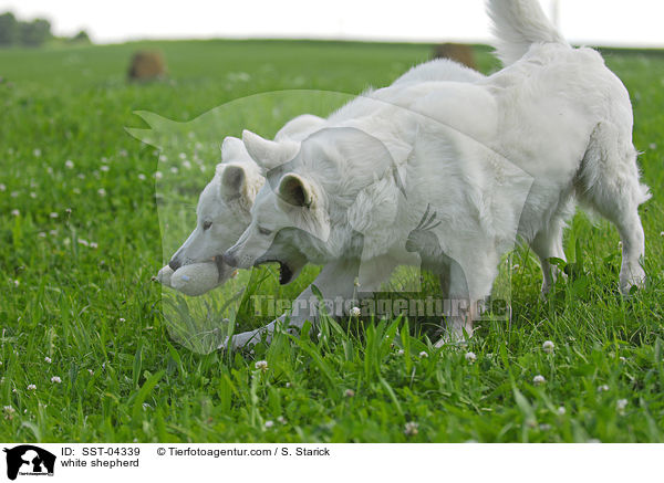 Weier Schferhund / white shepherd / SST-04339