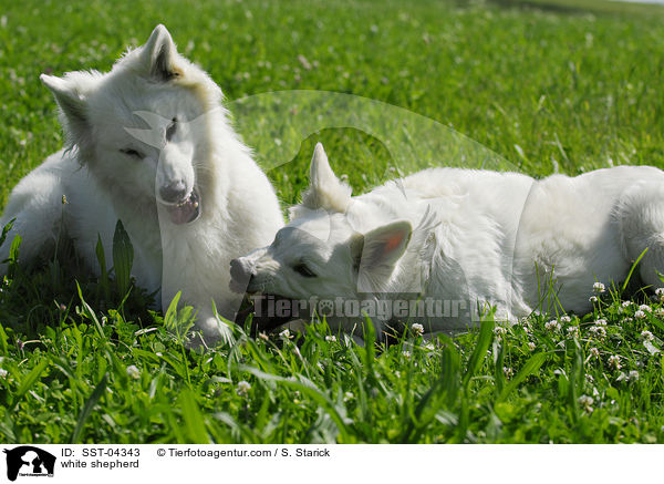 Weier Schferhund / white shepherd / SST-04343