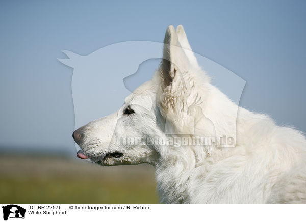 White Shepherd / RR-22576