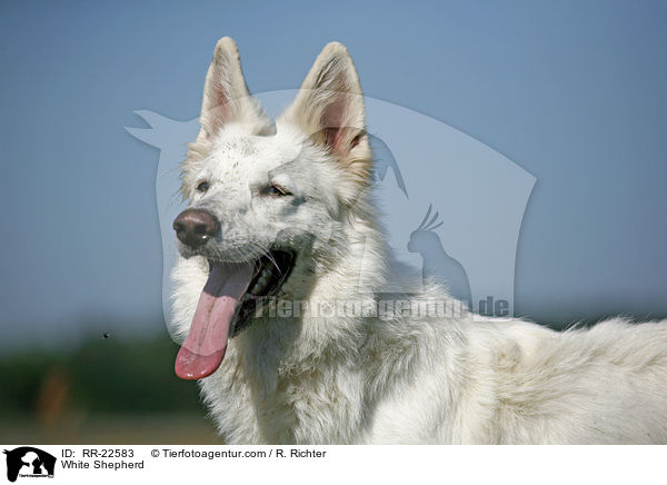 White Shepherd / RR-22583