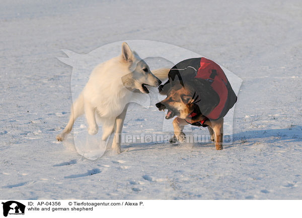 white and german shepherd / AP-04356