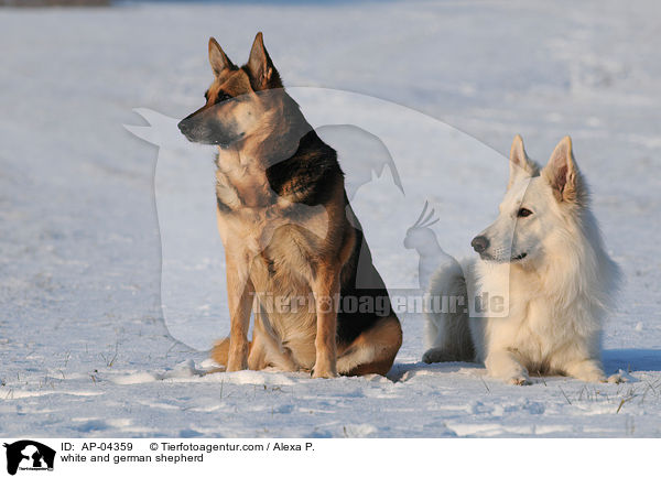 white and german shepherd / AP-04359