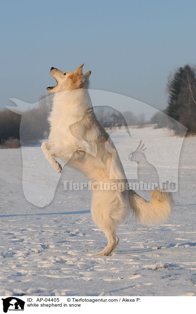 Weier Schferhund im Schnee / white shepherd in snow / AP-04405