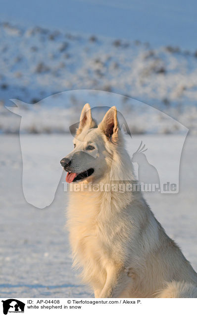 white shepherd in snow / AP-04408