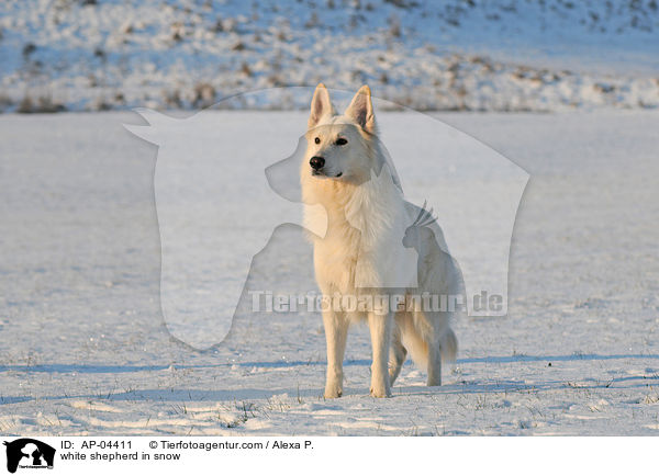 white shepherd in snow / AP-04411