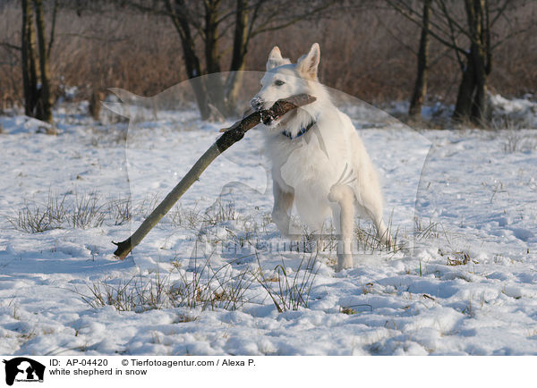 white shepherd in snow / AP-04420