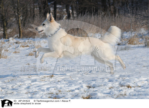Weier Schferhund im Schnee / white shepherd in snow / AP-04422