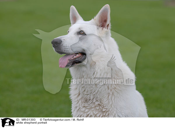 white shepherd portrait / MR-01393