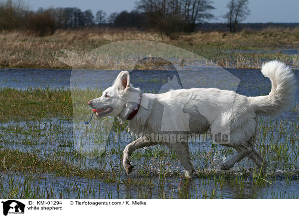 white shepherd / KMI-01294