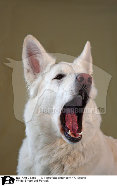 White Shepherd Portrait / KMI-01388