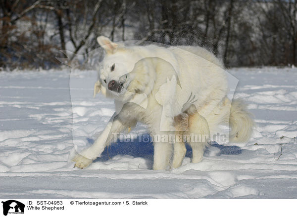 Weier Schferhund / White Shepherd / SST-04953