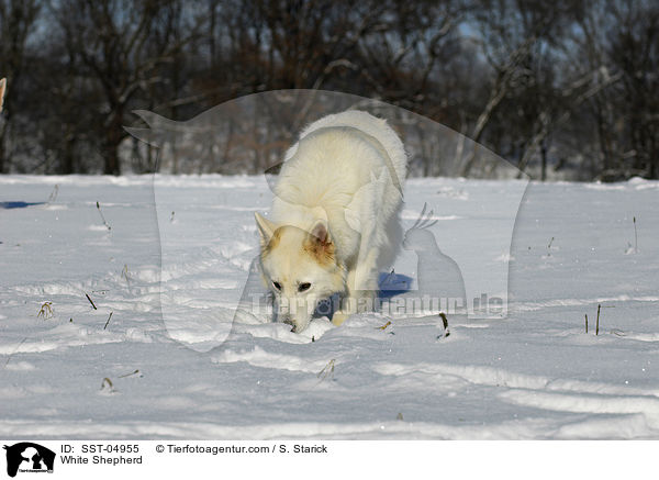 White Shepherd / SST-04955