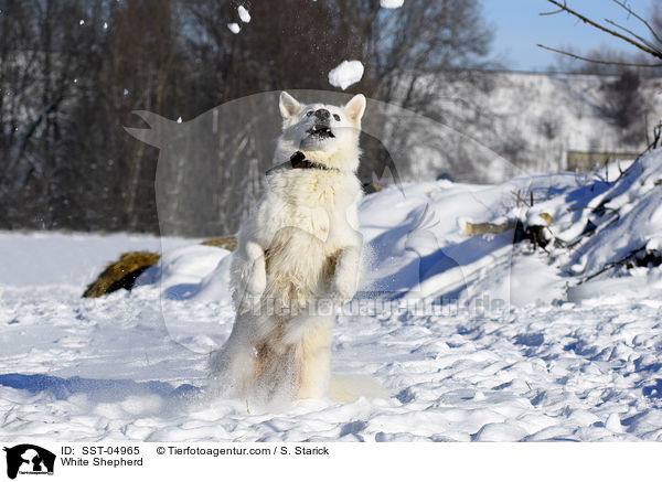 Weier Schferhund / White Shepherd / SST-04965