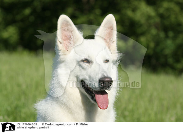 Weier Schferhund Portrait / white shepherd portrait / PM-04169