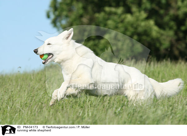 rennender Weier Schferhund / running white shepherd / PM-04173