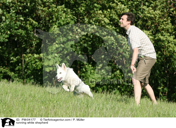 running white shepherd / PM-04177