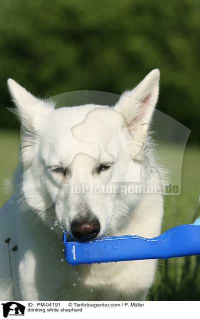 trinkender Weier Schferhund / drinking white shepherd / PM-04191