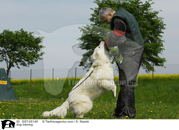 Schutzhundausbildung / dog training / SST-05148