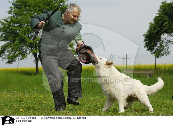 Schutzhundausbildung / dog training / SST-05155