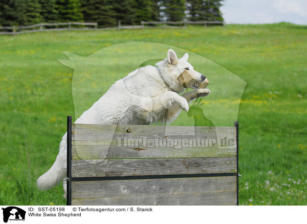 Weier Schweizer Schferhund / White Swiss Shepherd / SST-05198