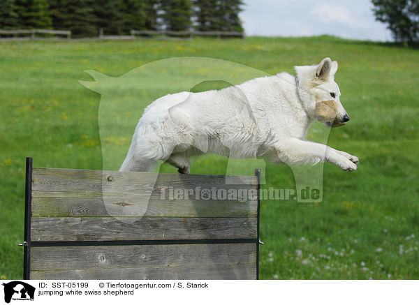 springender Weier Schweizer Schferhund / jumping white swiss shepherd / SST-05199