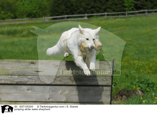 springender Weier Schweizer Schferhund / jumping white swiss shepherd / SST-05200