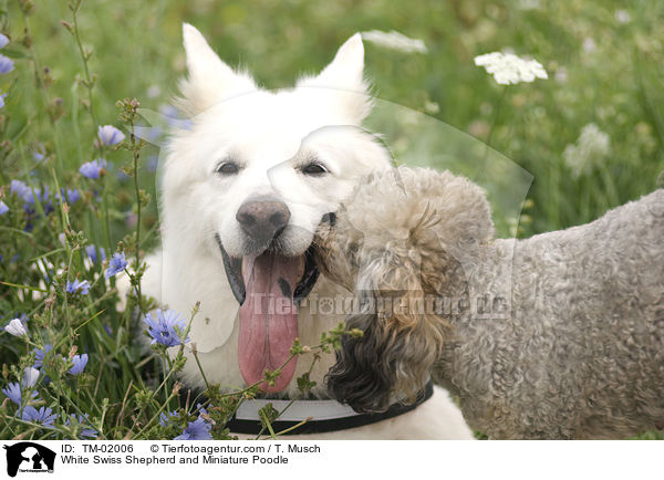 White Swiss Shepherd and Miniature Poodle / TM-02006