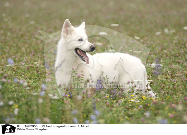 White Swiss Shepherd / TM-02055