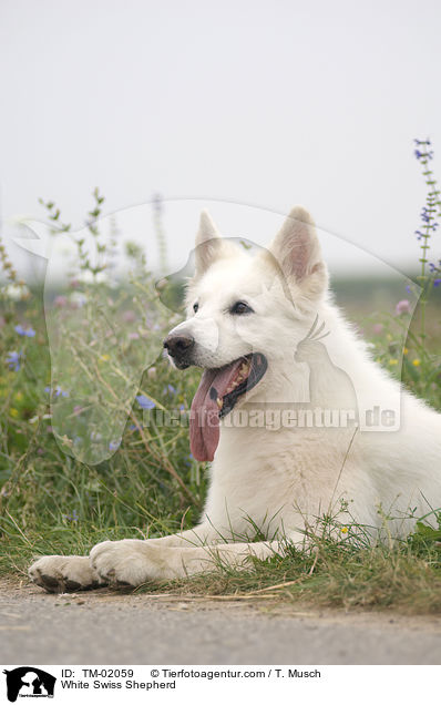 White Swiss Shepherd / TM-02059