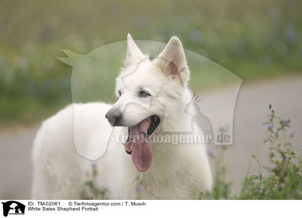 White Swiss Shepherd Portrait / TM-02061