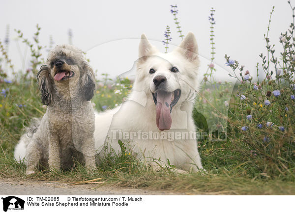 White Swiss Shepherd and Miniature Poodle / TM-02065