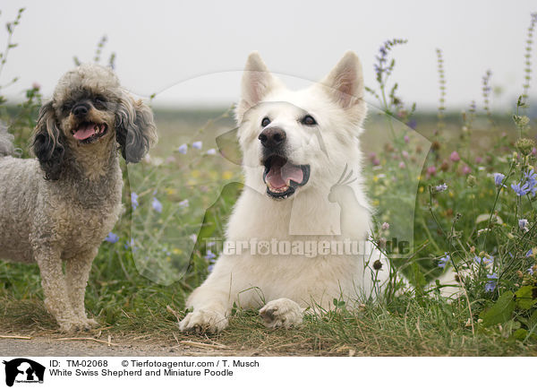 White Swiss Shepherd and Miniature Poodle / TM-02068