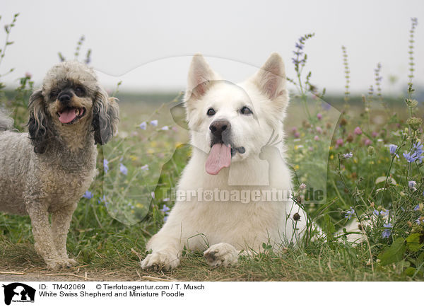 White Swiss Shepherd and Miniature Poodle / TM-02069