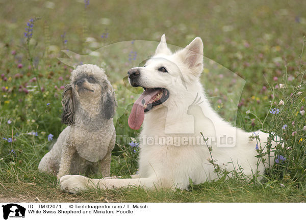White Swiss Shepherd and Miniature Poodle / TM-02071