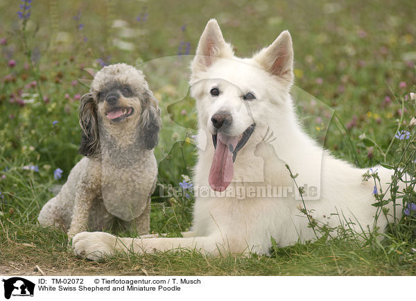 White Swiss Shepherd and Miniature Poodle / TM-02072
