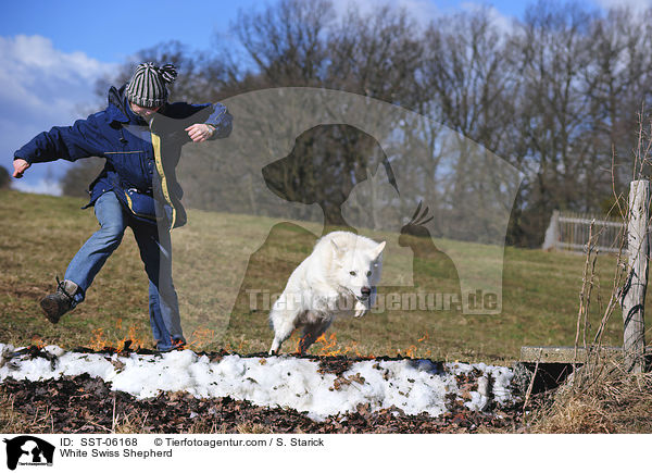 White Swiss Shepherd / SST-06168