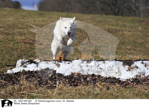 White Swiss Shepherd / SST-06169