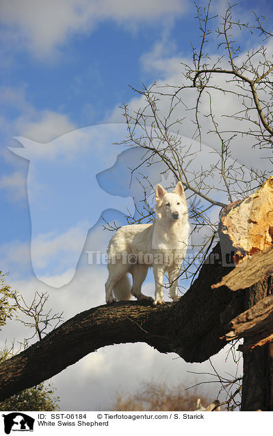 White Swiss Shepherd / SST-06184