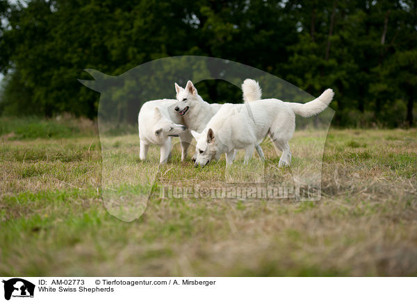 Weie Schweizer Schferhunde / White Swiss Shepherds / AM-02773